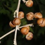 Itzaea sericea fruit picture by Nelson Zamora Villalobos (cc-by-nc)