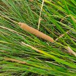 Typha angustifolia leaf picture by Shiksha Tadia (cc-by-sa)