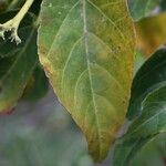 Dombeya populnea leaf picture by P. Bonnet (cc-by-sa)