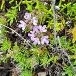 Thymus caespititius flower picture by Jerome Sudre (cc-by-sa)