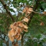 Ulmus laevis fruit picture by Vinciane Paul (cc-by-sa)