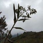 Epidendrum bogotense habit picture by Gabriel OLLIVIER (cc-by-sa)