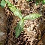 Trillium lancifolium leaf picture by Patrick StDennis (cc-by-sa)