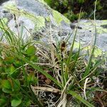 Carex rupestris habit picture by Fabien Anthelme (cc-by-sa)