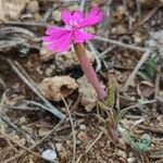 Silene stockenii leaf picture by Romero Sánchez (cc-by-sa)