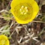 Calochortus luteus flower picture by David David shields (cc-by-sa)