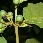 Solanum chrysotrichum fruit picture by Nelson Zamora Villalobos (cc-by-nc)