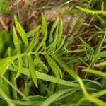 Centaurea dichroantha leaf picture by Martin Bishop (cc-by-sa)