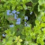 Brunnera macrophylla flower picture by David Hocken (cc-by-sa)