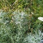 Eryngium spinalba flower picture by pasquale pianese (cc-by-sa)