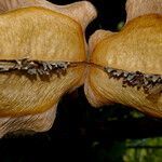 Jacaranda caucana fruit picture by Nelson Zamora Villalobos (cc-by-nc)