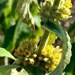 Buddleja stachyoides flower picture by Trap Hers (cc-by-sa)