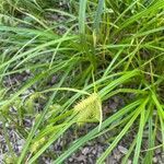 Carex lurida flower picture by Rudd (cc-by-sa)