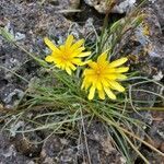 Agoseris glauca flower picture by Michael Finch (cc-by-sa)