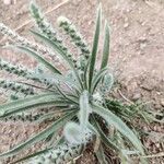 Plantago patagonica leaf picture by Kevin Ameling (cc-by-sa)