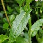 Erigeron philadelphicus leaf picture by Jackson Gordon (cc-by-sa)