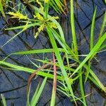 Cyperus iria leaf picture by Ken Borgfeldt (cc-by-sa)