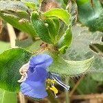 Commelina benghalensis flower picture by Maarten Vanhove (cc-by-sa)