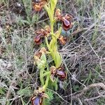 Ophrys speculum habit picture by Centeno Juan D (cc-by-sa)