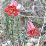 Fritillaria recurva flower picture by L. Ruiz (cc-by-sa)