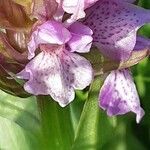 Dactylorhiza incarnata flower picture by Johan Devos (cc-by-sa)