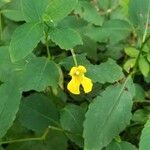 Impatiens pallida flower picture by Bethy k (cc-by-sa)