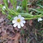 Moehringia ciliata flower picture by Jan Schuhknecht (cc-by-sa)