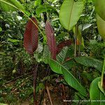 Pleiostachya pruinosa leaf picture by Víquez Carazo Manuel (cc-by-sa)