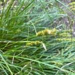 Carex vulpinoidea flower picture by Reno Reno (cc-by-sa)