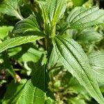 Echinacea purpurea leaf picture by Lubna Dabbagh (cc-by-sa)