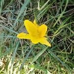 Sternbergia lutea leaf picture by Michel Cosme (cc-by-sa)