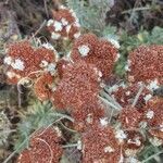 Eriogonum arborescens flower picture by quentin pryce (cc-by-sa)