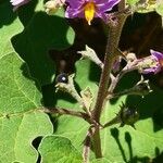 Solanum violaceum flower picture by Dieter Albrecht (cc-by-sa)