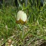 Fritillaria involucrata flower picture by Gilles Poulet (cc-by-sa)