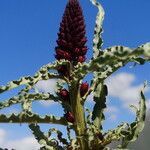 Lysimachia atropurpurea flower picture by Frédéric Dupont (cc-by-sa)