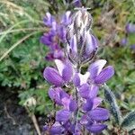 Lupinus bogotensis flower picture by Gabriel OLLIVIER (cc-by-sa)