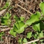 Anredera cordifolia leaf picture by Jordan Galli (cc-by-sa)