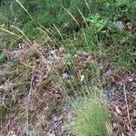 Agrostis curtisii habit picture by lena yentur (cc-by-sa)