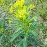 Euphorbia hyberna leaf picture by markel albizua (cc-by-sa)