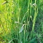 Plantago lanceolata habit picture by Trap Hers (cc-by-sa)