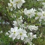 Exochorda racemosa flower picture by Tom Thomas H.Pack (cc-by-sa)