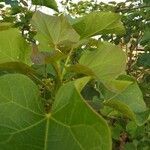 Jatropha curcas leaf picture by Konan Etienne yao (cc-by-sa)