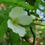 Rhodotypos scandens flower picture by Kevin Bowker (cc-by-sa)