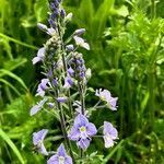 Veronica gentianoides flower picture by lleta (cc-by-sa)