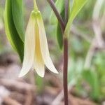 Uvularia sessilifolia flower picture by dredodo (cc-by-sa)