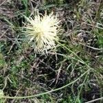 Centaurea dichroantha flower picture by Giuliano Giacometti (cc-by-sa)