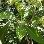 Alstonia boonei leaf picture by Sylvain Piry (cc-by-sa)