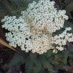 Achillea crithmifolia flower picture by Didier EYCHENNE (cc-by-sa)