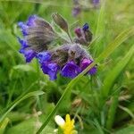 Pulmonaria longifolia fruit picture by Martine Laviron (cc-by-sa)