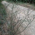 Genista scorpius habit picture by Jean-François Baudin (cc-by-sa)